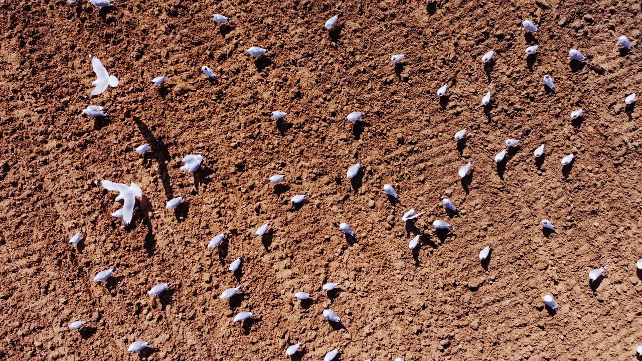 Seagulls take off in unison from textured brown soil of spring farmland, Latvia