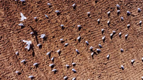seagulls take off in unison from textured brown soil of spring farmland, latvia