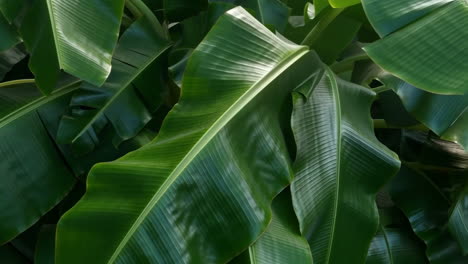 lush green banana leaves