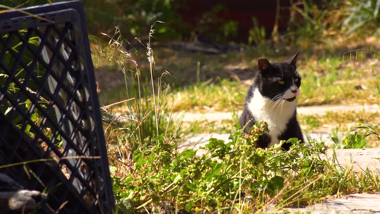 bonito gatito gato blanco y negro sentado en la hierba en una granja