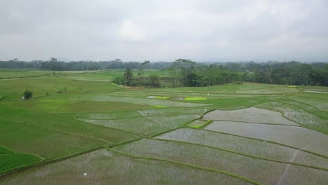 Disparo-De-Drones-Hacia-Adelante-De-Un-Gran-Campo-De-Arroz-Inundado-Con-Una-Planta-De-Arroz-Joven-Con-Un-Hermoso-Patrón-En-Un-Cielo-Nublado