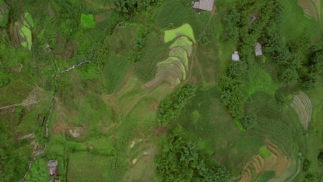 Vista-Aérea-De-Los-Campos-De-Arroz-En-Terrazas-De-Sapa-Que-Muestran-Exuberantes-Paisajes-Verdes-Y-Complejos-Patrones-Agrícolas.