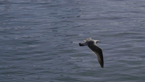 seagull flying over water