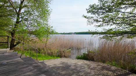 Altos-Juncos-Que-Crecen-A-Lo-Largo-Del-Borde-Del-Lago-Ukiel-En-Olsztyn,-Con-Vistas-A-Través-De-La-Vegetación-Hasta-El-Agua-Y-Los-árboles-Distantes