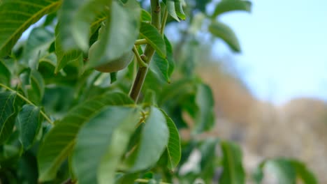Raw walnuts tree
