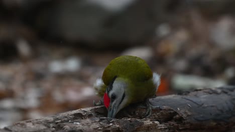 Grey-headed-Woodpecker,-Picus-canus,-looking-up-and-down-then-pecking-in-a-hole-of-a-fallen-tree-on-the-forest-ground