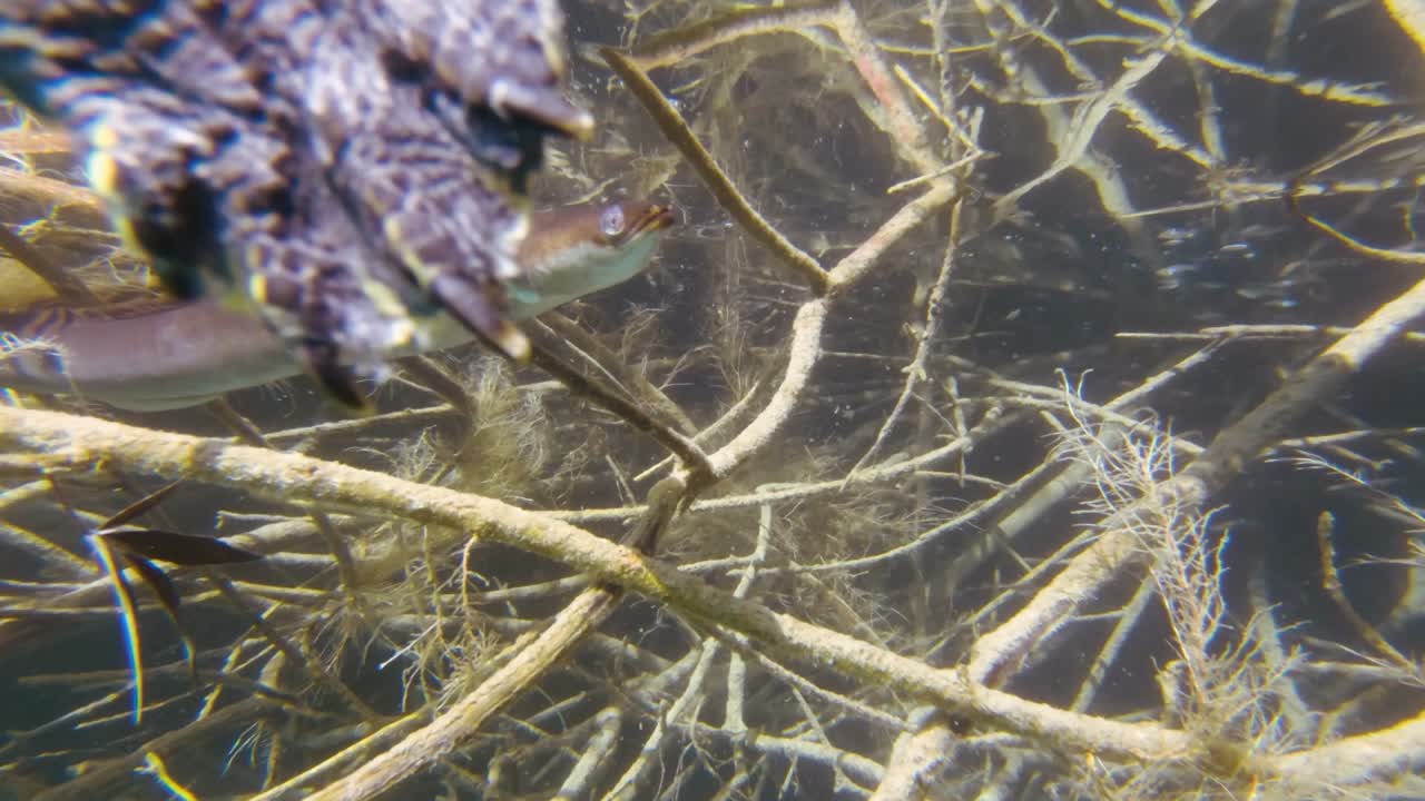뱀장어와 거북이가 서로 부딪히는 모습이 비디오 영상을 가까이에서 볼 수 있습니다. 쿠르나스 크레타 호수