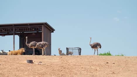 Ostrich-Standing-Outside-The-Barn-In-Anseong-Farmland-Against-Blue-Sky---wide