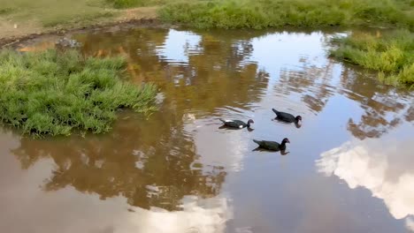 domestic ducks swimming in a small pond