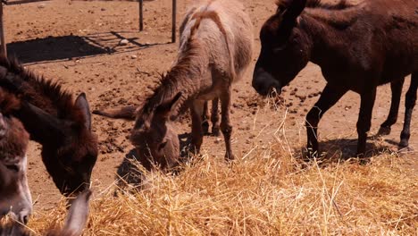 Burros-Comiendo-Heno-En-La-Granja-Bajo-El-Sol