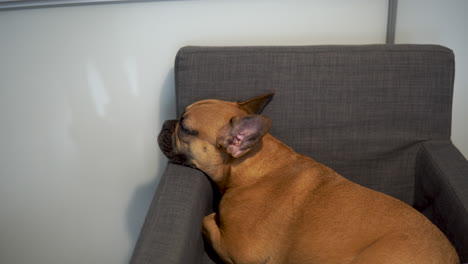 toma panorámica de bulldog francés durmiendo en el sofá durante el día en casa