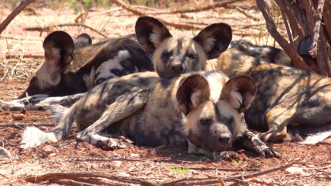 거대한 귀를 가진 희귀하고 멸종 위기에 처한 아프리카 들개는 나미비아 아프리카 2의 사바나를 돌아다닙니다