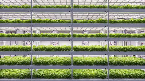 a vertical farming facility showcasing lush green lettuce plants in stacked growing systems under artificial light for sustainable agriculture practices