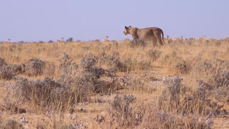 a female lion hunts on the savannah plain of africa with springbok antelope all around