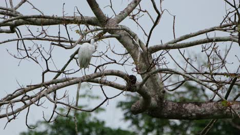 an individual seen preening to clean up its white feathers and to get some mites or insects that may have been attached to it, egret, thailand