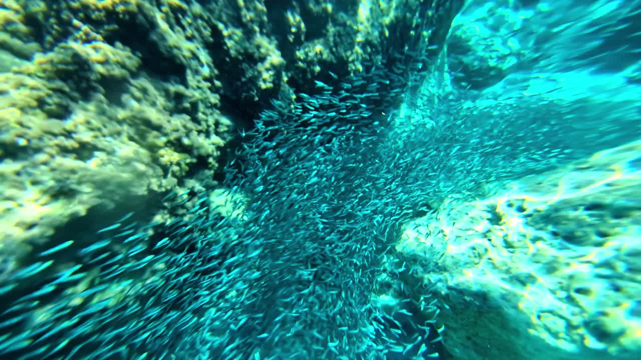 POV subaquático de um cardume de peixes no mar Mediterrâneo, Omprogialos, Creta.