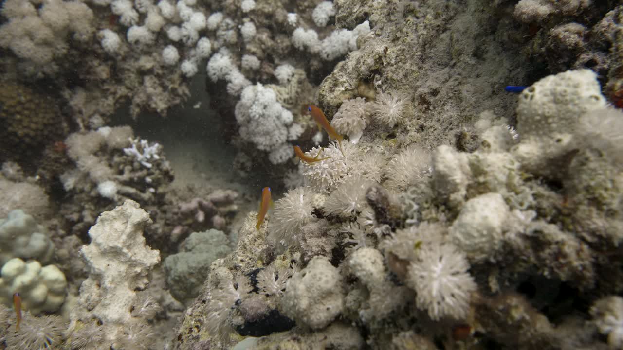 Vibrant Underwater Coral Reef Scene with Colorful Fish