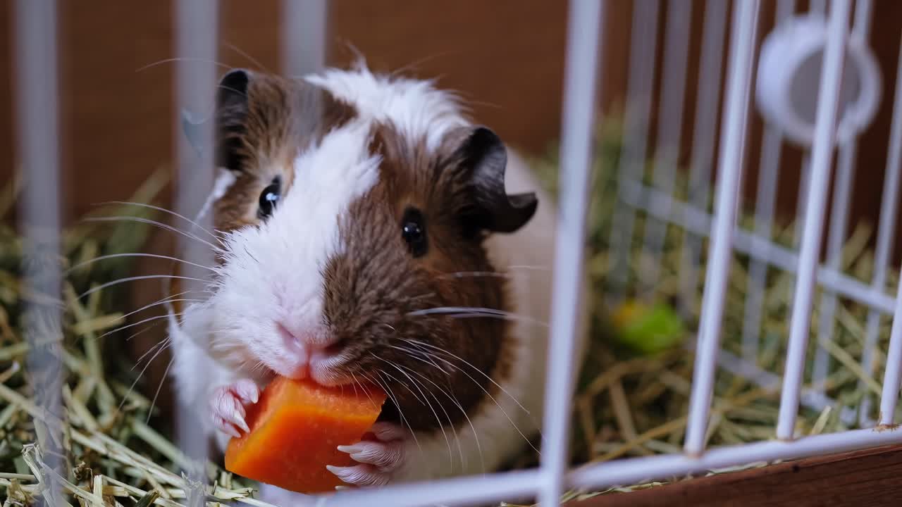 Close-up video of a guinea pig in a cage, shot from a low angle. The focus is on its curious