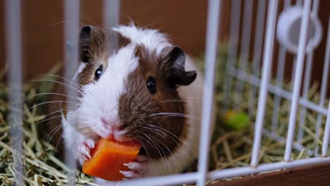 close-up video of a guinea pig in a cage, shot from a low angle. the focus is on its curious