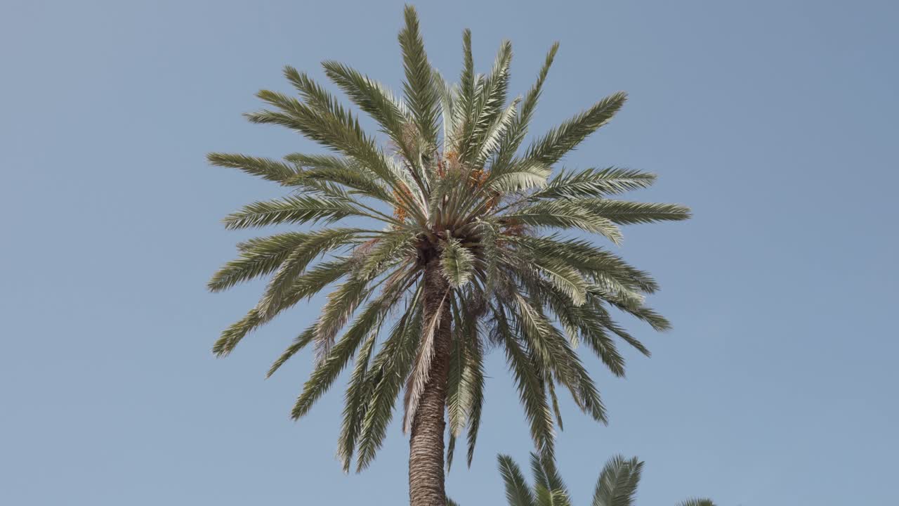 Palm tree leaves moving in the wind on a sunny day.