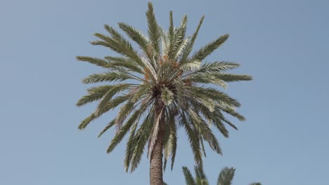 palm tree leaves moving in the wind on a sunny day.