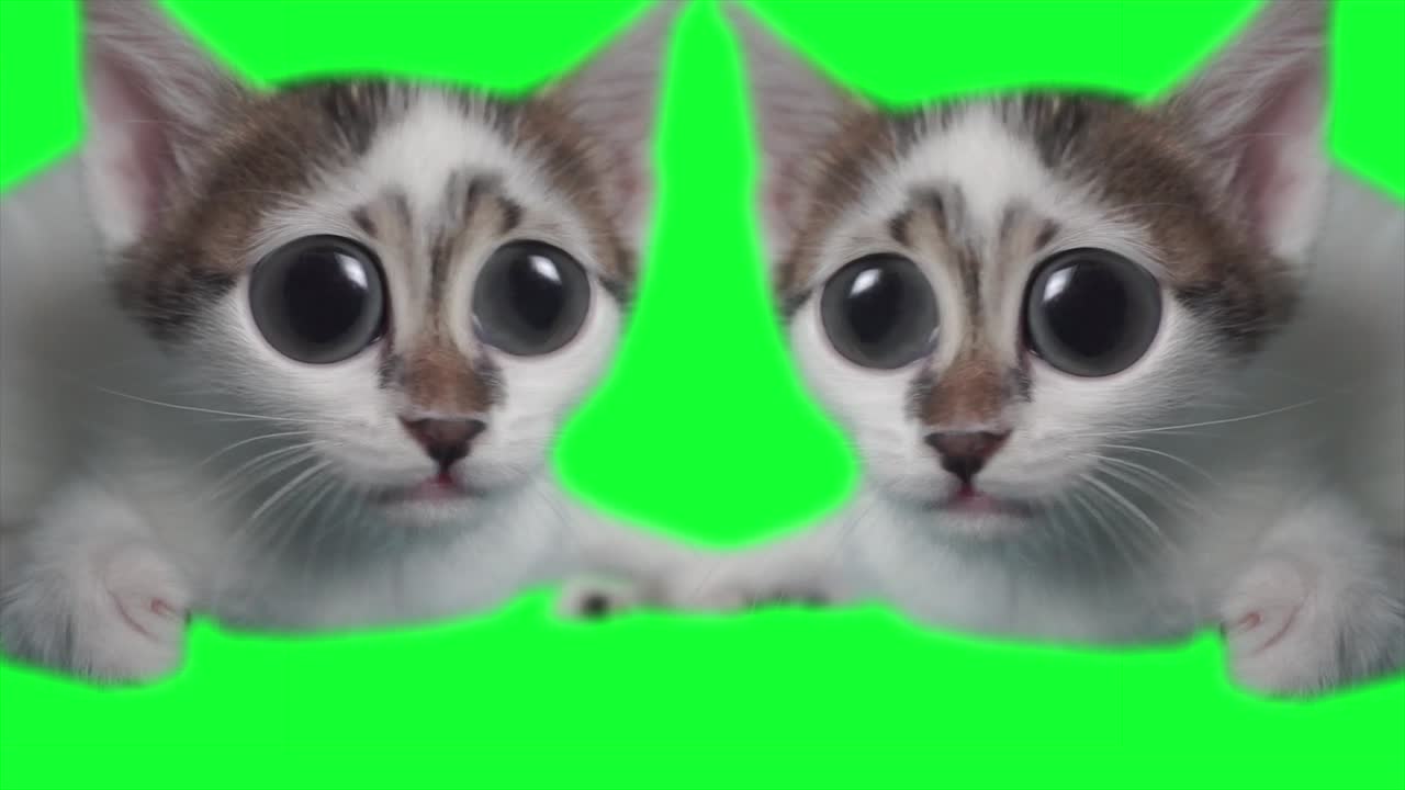 Gatto divertente e sorpreso con grandi occhi. Gattino curioso è scioccato e gioca in modo adorabile