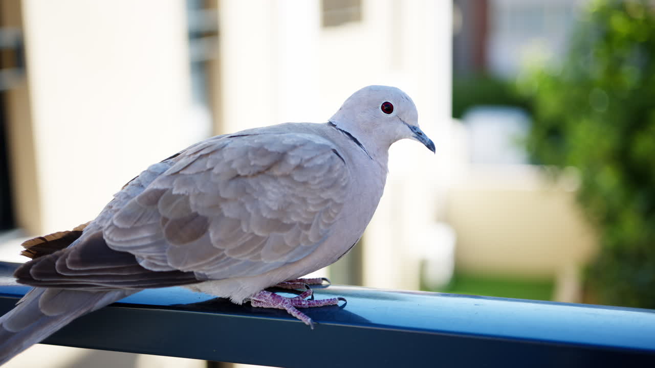 Close up of a dove walking on a railing