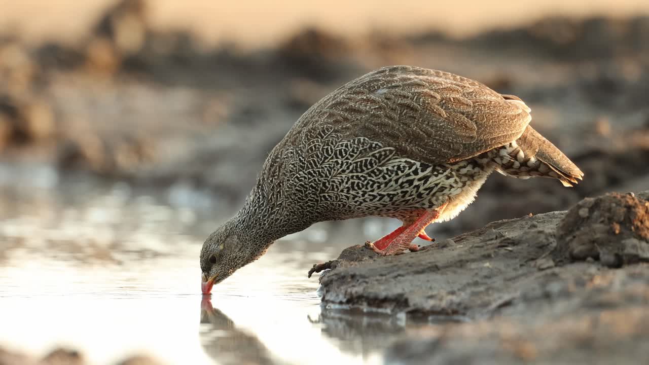 A Natal spurfowl having a drink at a waterhole in front of an underground hide. Filmed from a low angle in golden light in Mashatu Game Reserve, Botswana