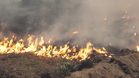 incendio forestal