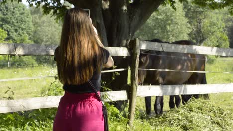 Young-girl-taking-pictures-of-two-brown-stallions-eating-behind-the-fence