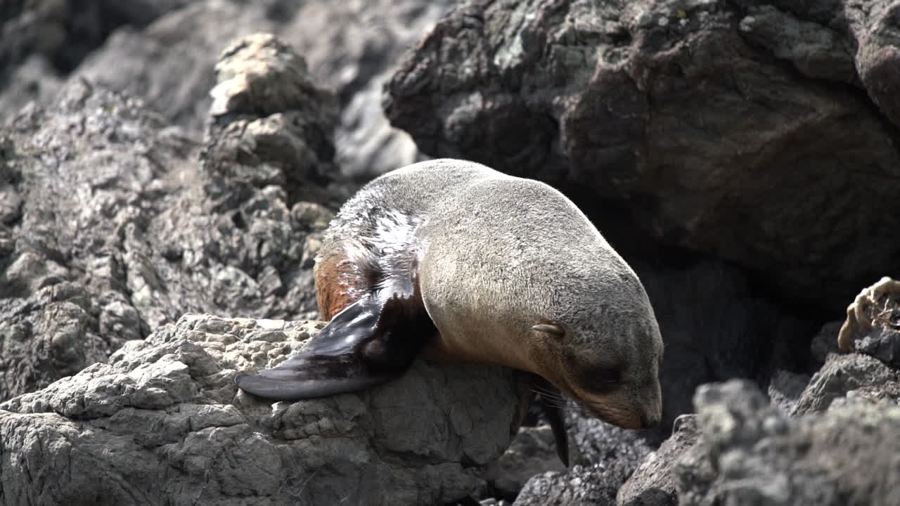 Close up of a New Zealand fur seal pup