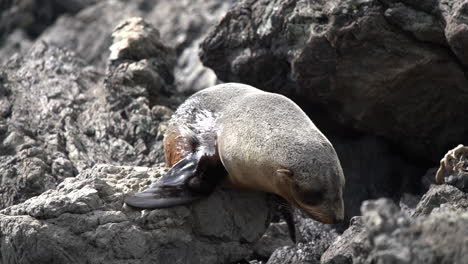 close up of a new zealand fur seal pup