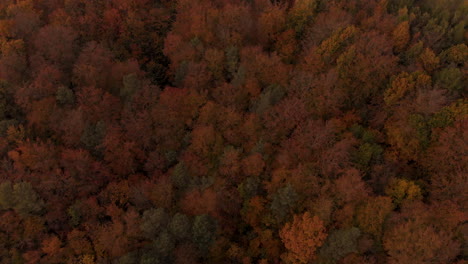 Luftaufnahmen-über-Herbstbäumen,-Wald,-Wenn-Sich-Die-Blätter-Verfärben,-Draufsicht-Auf-Den-Herbstwald