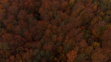 aerial footage over autumn trees, forest when leaves change color, top view of the autumn forest