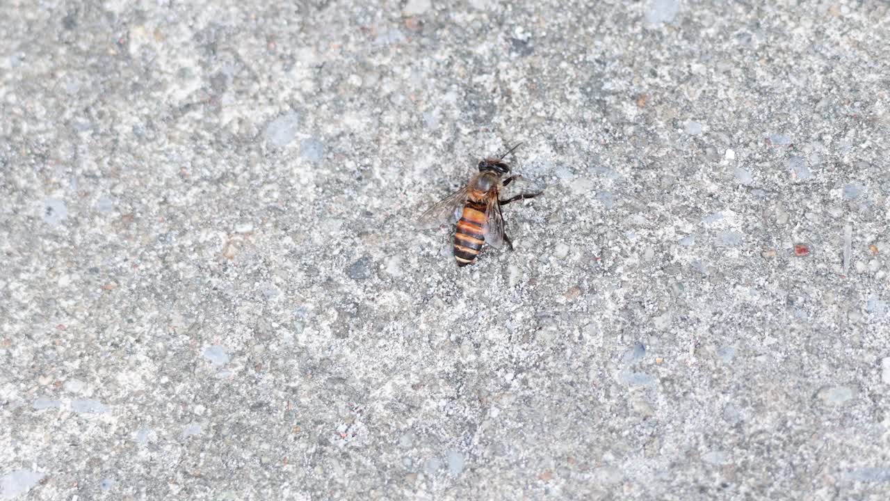 la abeja se mueve sobre el hormigón en bangkok, abril de 2024