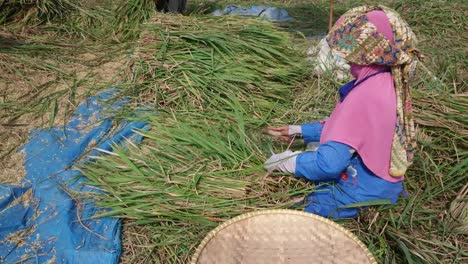 traditional women farmer harvesting rice, the farmer sitting and sifting rice during the harvesting process