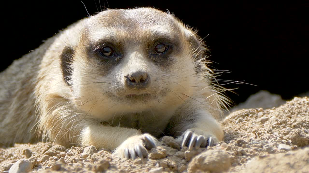 Portrait shot of cute Meercat resting outdoors in sandy and rocky terrain at sunny day, close up