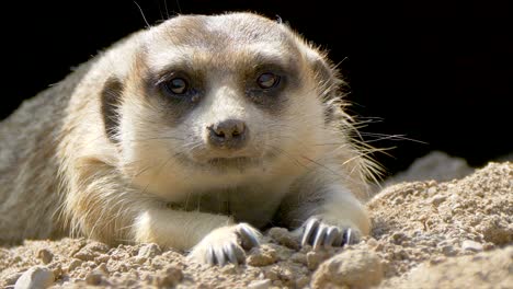 portrait shot of cute meercat resting outdoors in sandy and rocky terrain at sunny day, close up