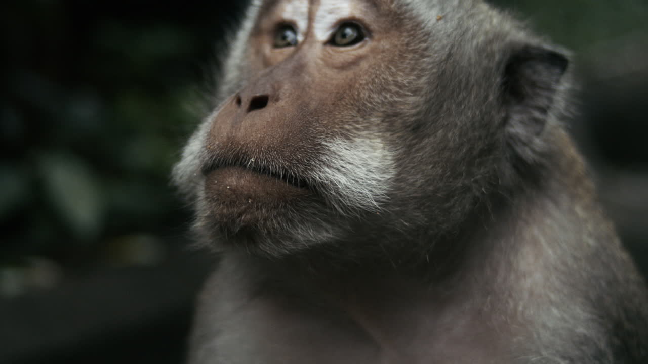 Portrait of monkey in Indonesian jungle, slow motion detail