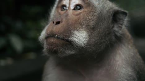 portrait of monkey in indonesian jungle, slow motion detail