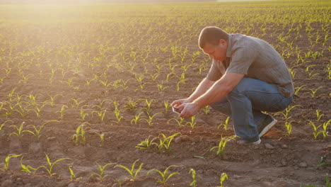 el agricultor está investigando en el campo fotografías de brotes de maíz con una tecnología de teléfono inteligente en un