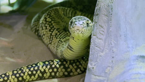 a yellow and black snake sitting on the sand and leaning against a rock looking around in a artificial habitat