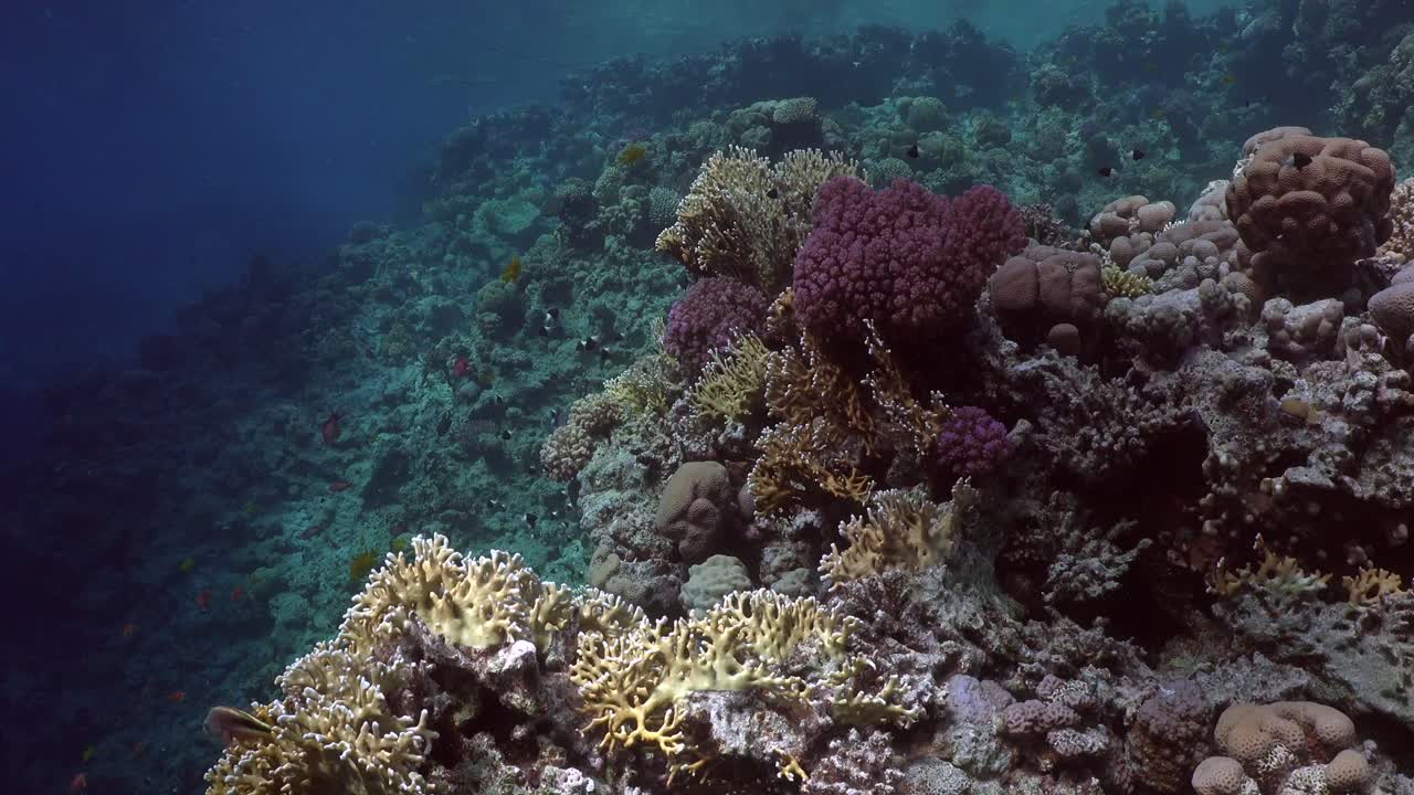 Kızıldeniz'de, derin mavi okyanusun arka planda olduğu bir mercan resifi.