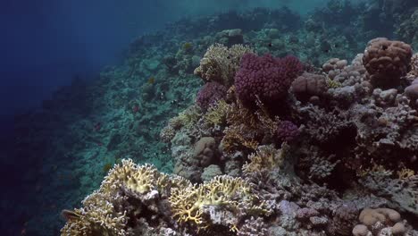 coral reef in the red sea with deep blue ocean in the background