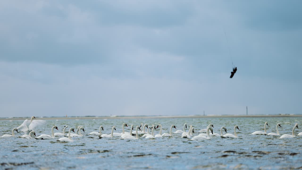 백조 떼 위로 점프하는 카이트서퍼의 슬로우모션