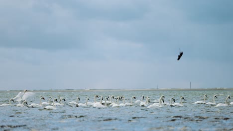 cámara lenta de kitesurfer saltando por encima de la escuela de cisnes