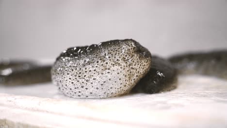 Sea-cucumber-on-a-white-background