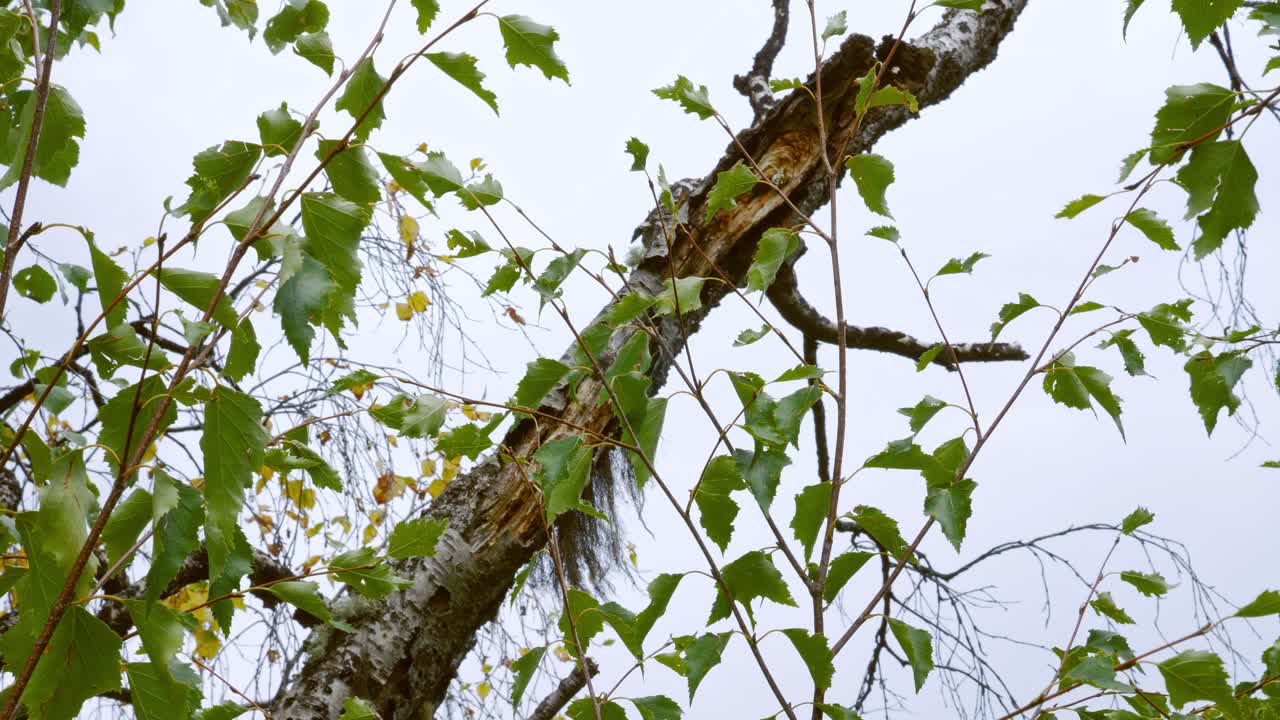 조지아 주 코카서스 숲에 있는 버드나무에서 자라는 모스의 세부사항.