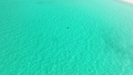 Pájaro-En-Vuelo-Sobre-La-Playa-Turquesa-De-Shoab-En-Qalansiyah,-Isla-De-Socotra,-Yemen