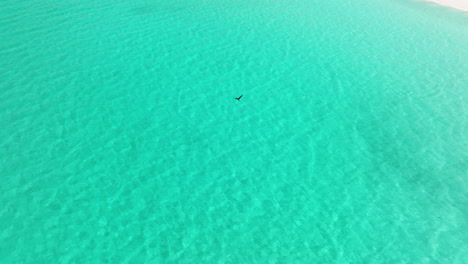 bird on flight over turquoise beach of shoab in qalansiyah, socotra island, yemen